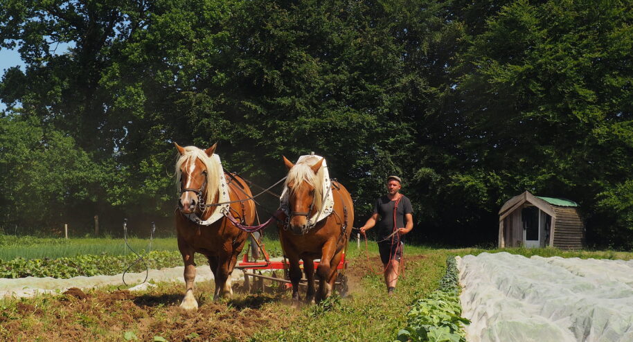 La Ménardière, une ferme paysanne, bio et en traction animale, qui fonctionne économiquement Reportage La Bouscule - Crédit : Pauline Fricot