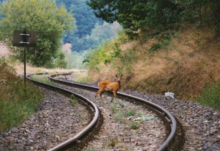 Collisions train-animaux : la SNCF teste un dispositif