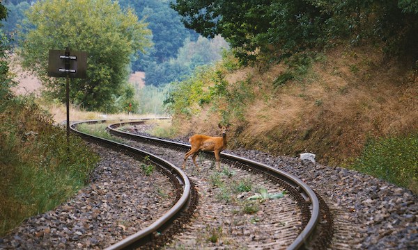 Collisions train-animaux : la SNCF teste un dispositif / Crédit : Kevin Woblick /Unsplash