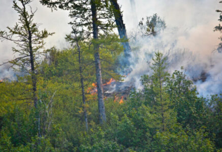 Stop aux feux de forêts