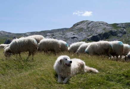 Patou : les bons réflexes à adopter