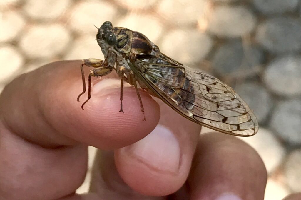 Une cigale Cicada Orni. Marcello Consolo / Flickr / CC BY-NC-SA 2.0