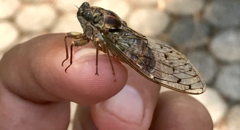 Une cigale Cicada Orni. Marcello Consolo / Flickr / CC BY-NC-SA 2.0