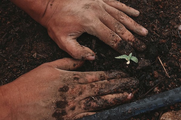 Agroécologie, permaculture, label HVE... Un guide pour comprendre en 3 mn les différences entre toutes ces agricultures alternatives / Crédit : GreenForce Staffing