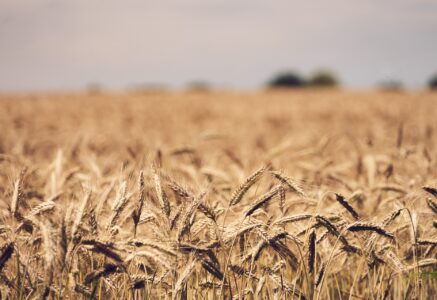 L&rsquo;Europe ouvre la porte aux « nouveaux OGM »… A quel prix ?
