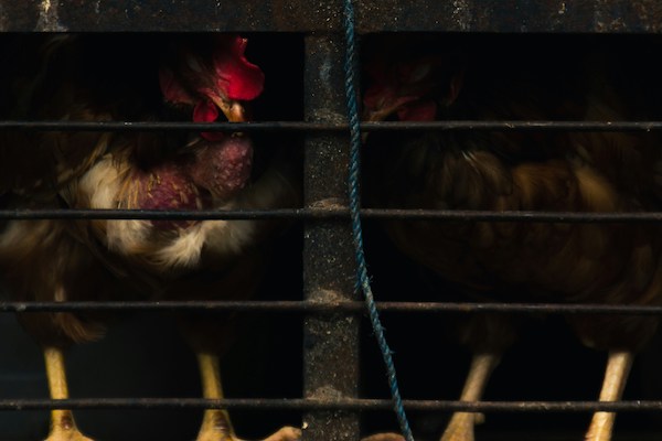 Élevage intensif : quelques éleveurs concentrent une grande partie des animaux / Crédits : Sergio Camalich
